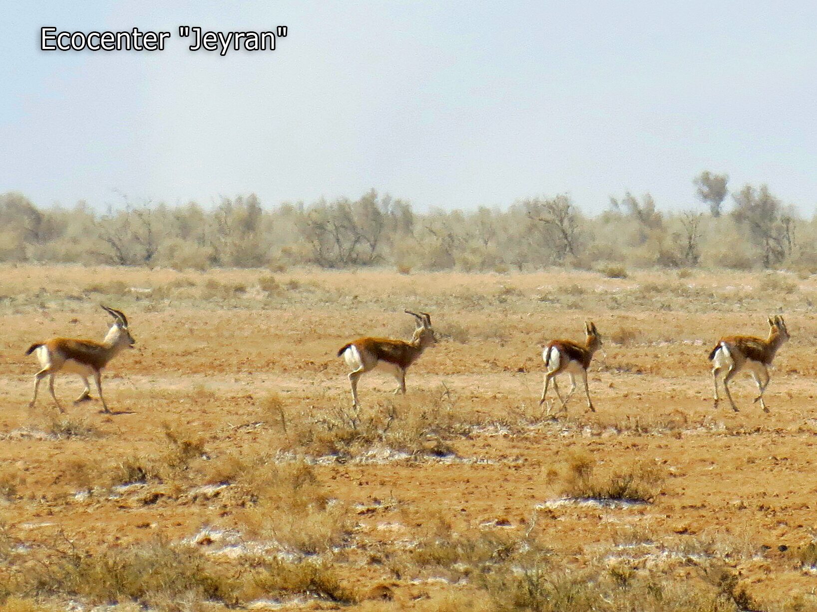 Uzbekistan Ecocenter Jeyran