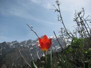 Uzbekistan mountain tulips watching hiking trekking in Ugam-Chatkal national park through Gulkam canyon 