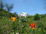 Uzbekistan  tulips watching hiking trekking in Ugam-Chatkal national park to mountain Patandazboshi peak 