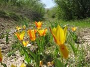 Uzbekistan  tulips watching hiking trekking in Ugam-Chatkal national park to mountain Patandazboshi peak 