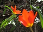 Uzbekistan mountain tulips watching hiking trekking in Ugam-Chatkal national park through Gulkam canyon 