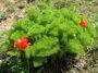 Uzbekistan hiking and tulips watching in Ugam-Chatkal national park to Aksarsay waterfal